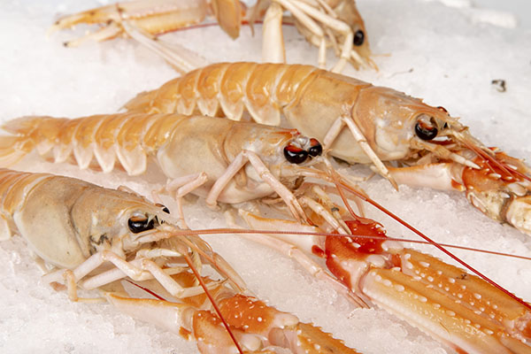 SKAMPI WEB LABRAKO